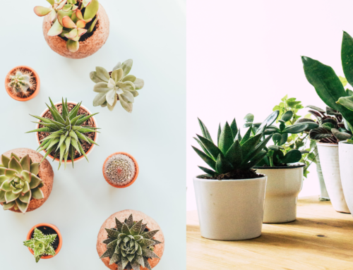 Get Succulent Savvy